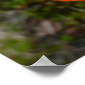 Poster Pavot rouge de l'Alaska Fleur colorée (Coin)