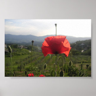 Poster Pavot toscan