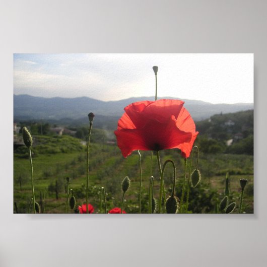 Poster Pavot toscan (Devant)