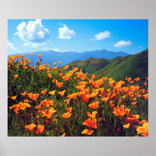 Poster Pavots de Californie couvrant un flanc de colline