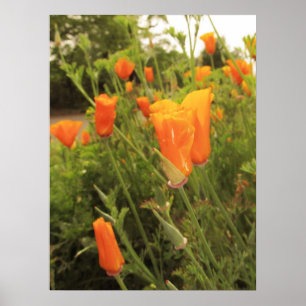 Poster Pavots d'or