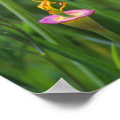 Poster Pavots dorés de Californie dans un champ vert (Coin)