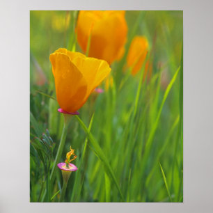 Poster Pavots dorés de Californie dans un champ vert