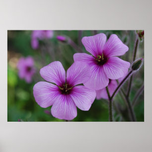 Poster Pavots pourpres