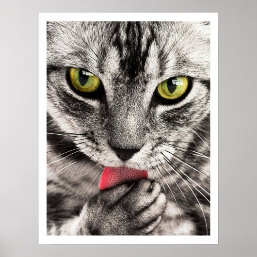 Poster Paw de cueillette de chat Tabby (Devant)