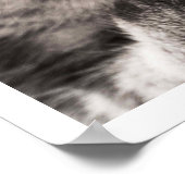 Poster Paw de cueillette de chat Tabby (Coin)