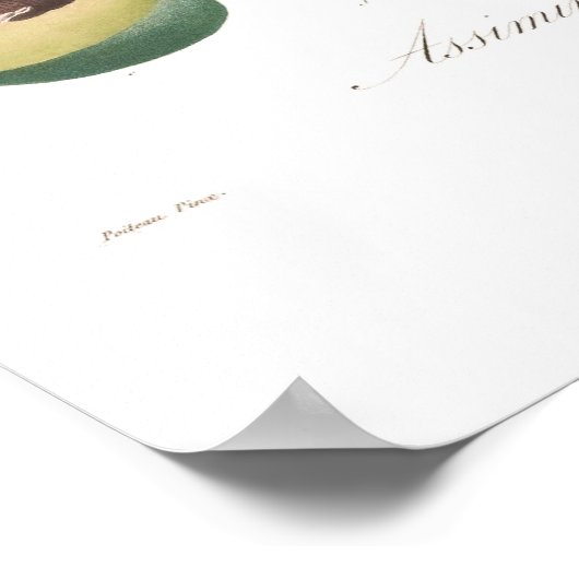 Poster Pawpaw (Coin)