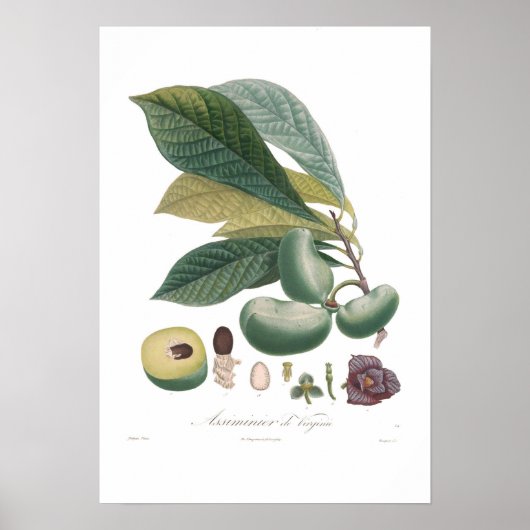 Poster Pawpaw (Devant)