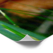 Poster Paxillus involutus (Coin)