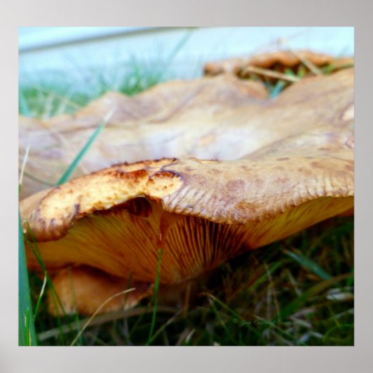 Poster Paxillus involutus (Devant)