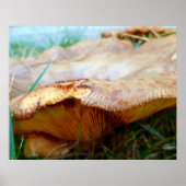 Poster Paxillus involutus (Devant)