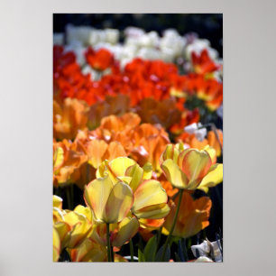 Poster Pays-Bas aka Hollande), Lisse. Keukenhof