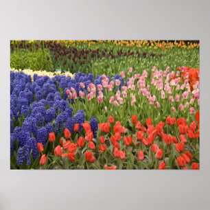 Poster Pays-Bas aka Hollande), Lisse. Keukenhof 8