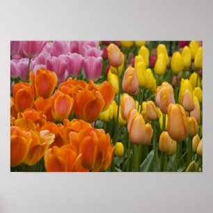 Poster Pays-Bas aka Hollande), Lisse. Keukenhof 9