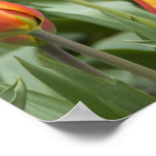 Poster Pays-Bas (alias Holland), Lisse. Keukenhof (Coin)