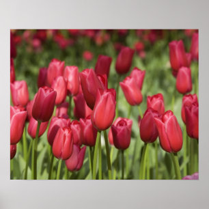 Poster Pays-Bas (aussi appelé Hollande), Lisse. Keukenhof
