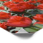 Poster Pays-Bas, Hollande, Lisse, Keukenhof Gardens (Coin)