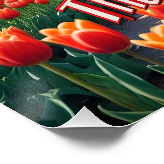 Poster Pays-Bas Windmill & Tulips (Coin)