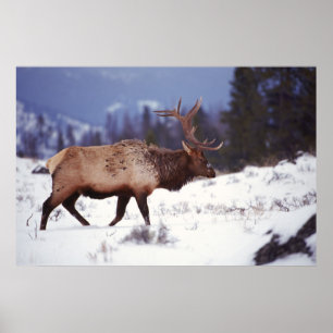 Poster Pays de cerfs communs