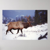 Poster Pays du cerf (Devant)