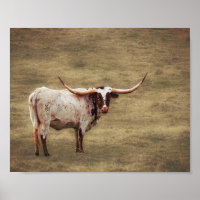 Pays Photographie rustique Highland Cow