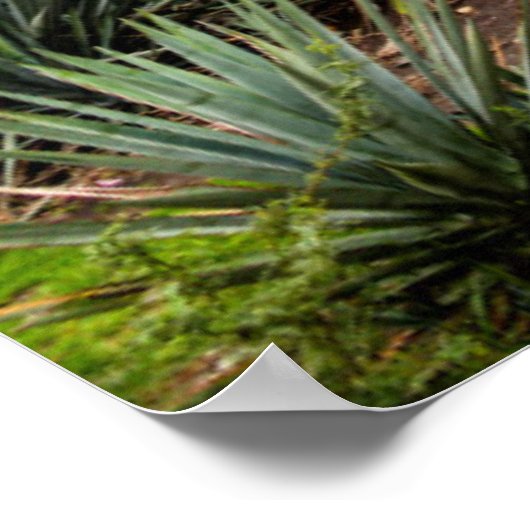 Poster Paysage Avec Agave Bleue (Coin)