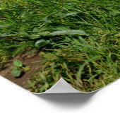 Poster Paysage avec lupins - (Coin)