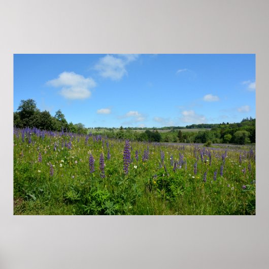 Poster Paysage avec lupins - (Devant)