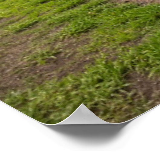 Poster Paysage De Blue Agave (Coin)