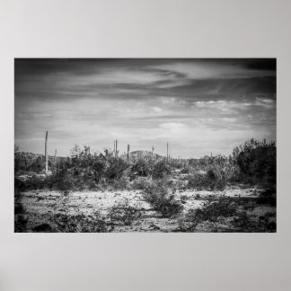 Poster Paysage de Cactus