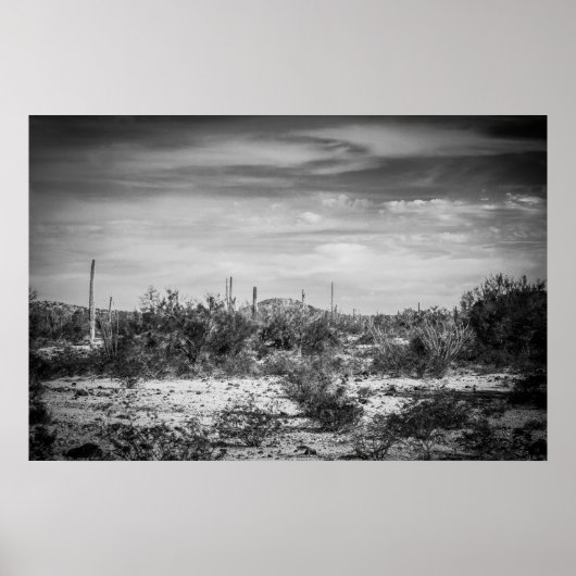 Poster Paysage de Cactus (Devant)