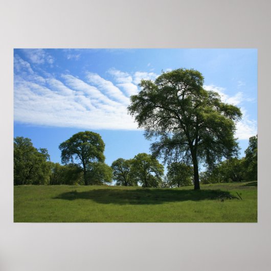 Poster Paysage de chêne et prairie (Devant)
