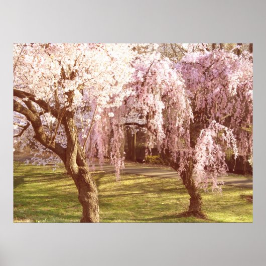 Poster Paysage de Cherry Blossom (Devant)