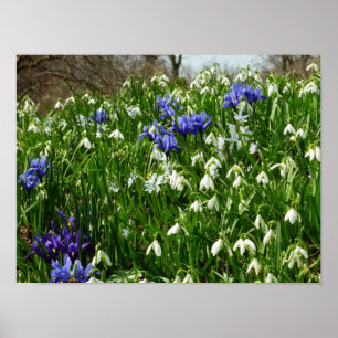 Poster Paysage de fleurs de début de printemps à flanc de