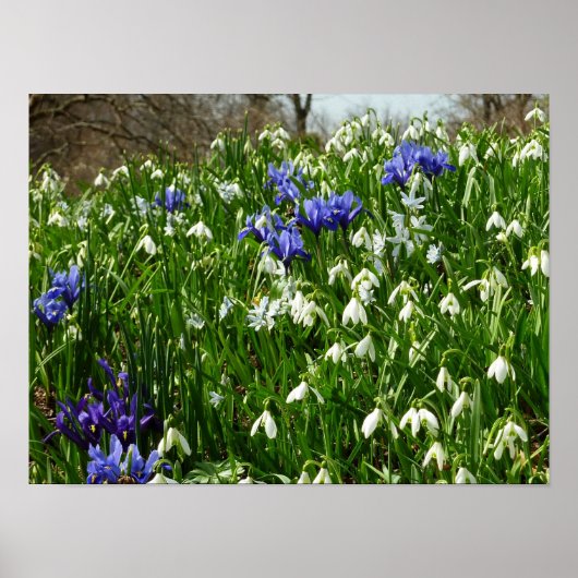 Poster Paysage de fleurs de début de printemps à flanc de (Devant)