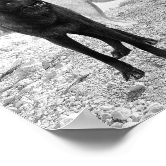 Poster Paysage de la rivière White Black Wolf (Coin)