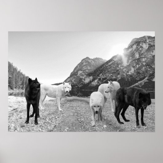 Poster Paysage de la rivière White Black Wolf (Devant)