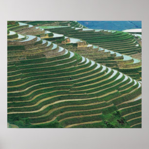 Poster Paysage de rizières en terrasses dans la montagne,