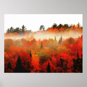 Poster Paysage de scène d'arbres d'Adirondacks de champ