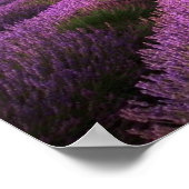 Poster Paysage de terrain de lavande Coucher de soleil d' (Coin)