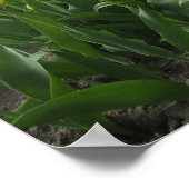 Poster Paysage des Tulipes Jaunes (Coin)