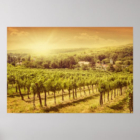 Poster Paysage des vignobles (Devant)