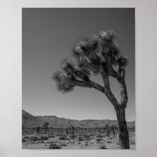 Poster Paysage du désert de Joshua Tree - Photo du parc n (Devant)