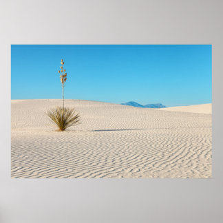 Poster Paysage du désert de White Sands et plante de yucc
