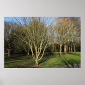 Poster Paysage du parc au début du printemps (Devant)