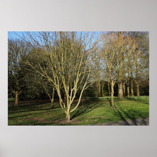 Poster Paysage du parc au début du printemps (Devant)