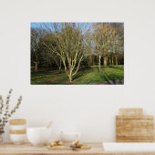 Poster Paysage du parc au début du printemps (Cuisine)
