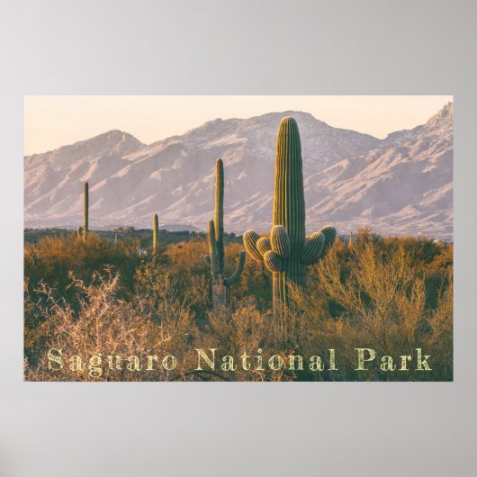 Poster Paysage du Saguaro (Devant)