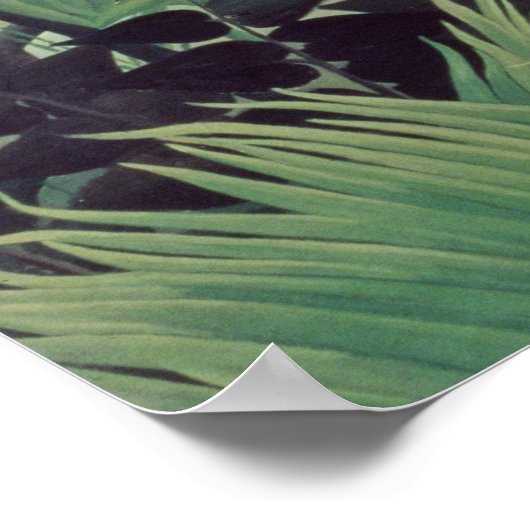 Poster Paysage exotique, 1910 (Coin)