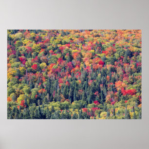 Poster Paysage forestier d'automne